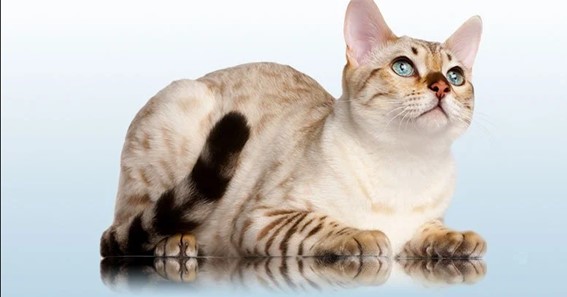 The Bengal cat: a mini fawn at home!